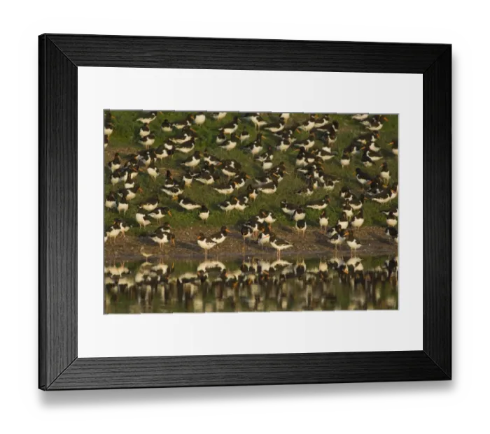 Framed Print : Oystercatcher Haematopus ostralegus roosting on gravel pit at Snettisham RSPB Reserve Framed Print : Oystercatcher Haematopus ostralegus roosting on gravel pit at Snettisham RSPB Reserve