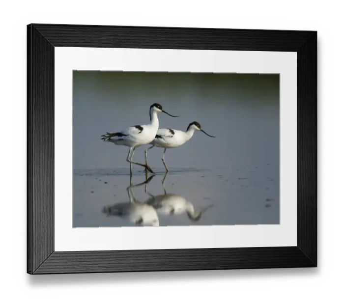 Framed Print : Avocet Recurvirostra avocetta feeding Titchwell RSPB Res Norfolk summer Framed Print : Avocet Recurvirostra avocetta feeding Titchwell RSPB Res Norfolk summer