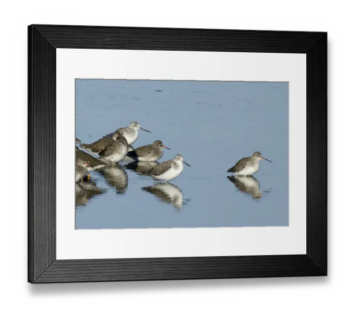 Framed Print : Redshank, Spotted Redshank & Greenshank roosting on gravel pit at Snettisham RSPB Framed Print : Redshank, Spotted Redshank & Greenshank roosting on gravel pit at Snettisham RSPB