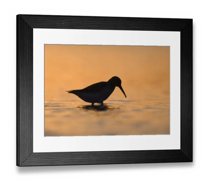 Framed Print : Dunlin Calidris alpina silhouetted at dusk Snettisham Norfolk September Framed Print : Dunlin Calidris alpina silhouetted at dusk Snettisham Norfolk September