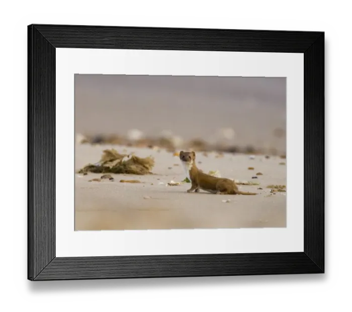 Framed Print : Weasel, Mustela nivalis, Holme Norfolk September Framed Print : Weasel, Mustela nivalis, Holme Norfolk September