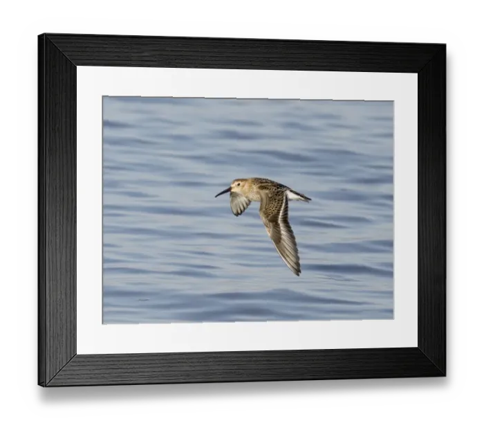 Framed Print : Dunlin Calidris alpina, Snettisham, Norfolk, September Framed Print : Dunlin Calidris alpina, Snettisham, Norfolk, September