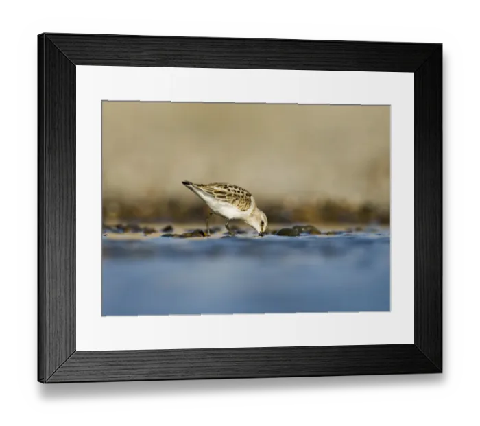 Framed Print : Little Stint Calidris minuta juvenile Salthouse North Norfolk September Framed Print : Little Stint Calidris minuta juvenile Salthouse North Norfolk September
