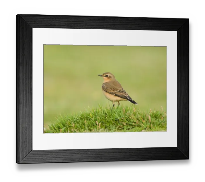 Framed Print : Northern (Greenland) Wheatear Oenanthe oenanthe migrant in winter plumage Salthouse Framed Print : Northern (Greenland) Wheatear Oenanthe oenanthe migrant in winter plumage Salthouse