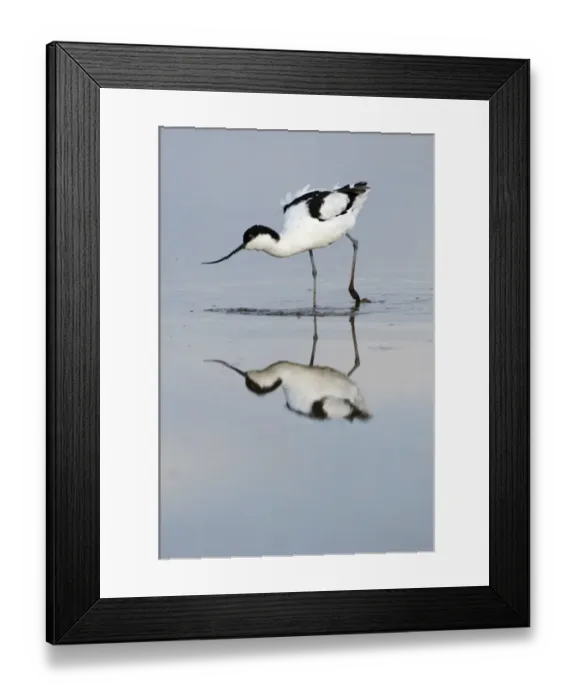 Framed Print : Avocet Recurvirostra avocetta feeding Titchwell RSPB Res Norfolk summer Framed Print : Avocet Recurvirostra avocetta feeding Titchwell RSPB Res Norfolk summer