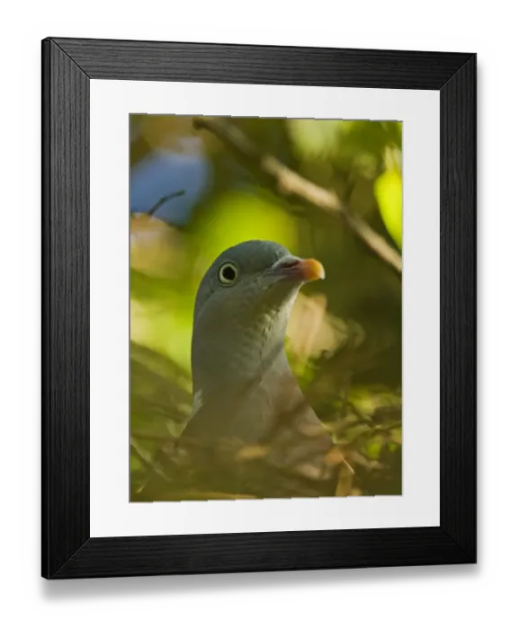 Framed Print : Woodpigeon Columba palumbus on nest Norfolk summer Framed Print : Woodpigeon Columba palumbus on nest Norfolk summer