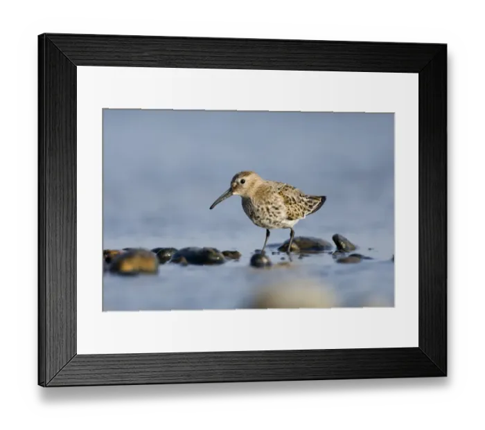 Framed Print : Dunlin Calidris alpina Snettisham Norfolk September Framed Print : Dunlin Calidris alpina Snettisham Norfolk September