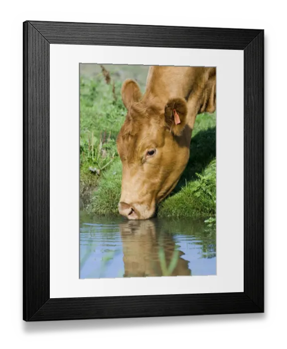 Framed Print : Cow drinking from drainage ditch on grazing marsh Cley North Norfolk Framed Print : Cow drinking from drainage ditch on grazing marsh Cley North Norfolk