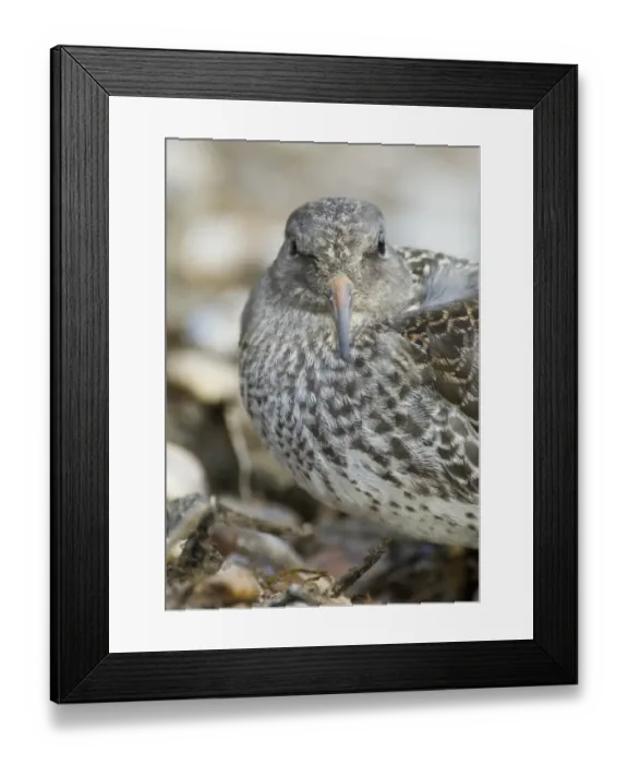 Framed Print : Purple Sandpiper Calidris maritima juvenile September North Norfolk Framed Print : Purple Sandpiper Calidris maritima juvenile September North Norfolk