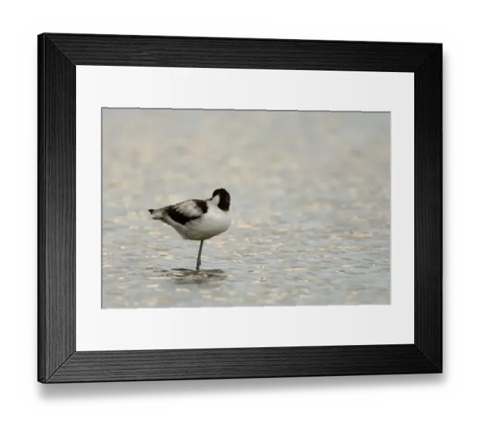 Framed Print : Avocet Avocetta recurvirostra immature Titchwell RSPB Res North Norfolk Framed Print : Avocet Avocetta recurvirostra immature Titchwell RSPB Res North Norfolk