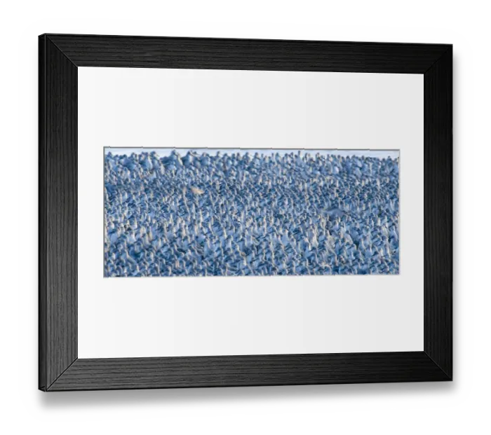 Framed Print : Knot Calidris canutus at Snettisham RSPB Reserve in the Wash North Norfolk September