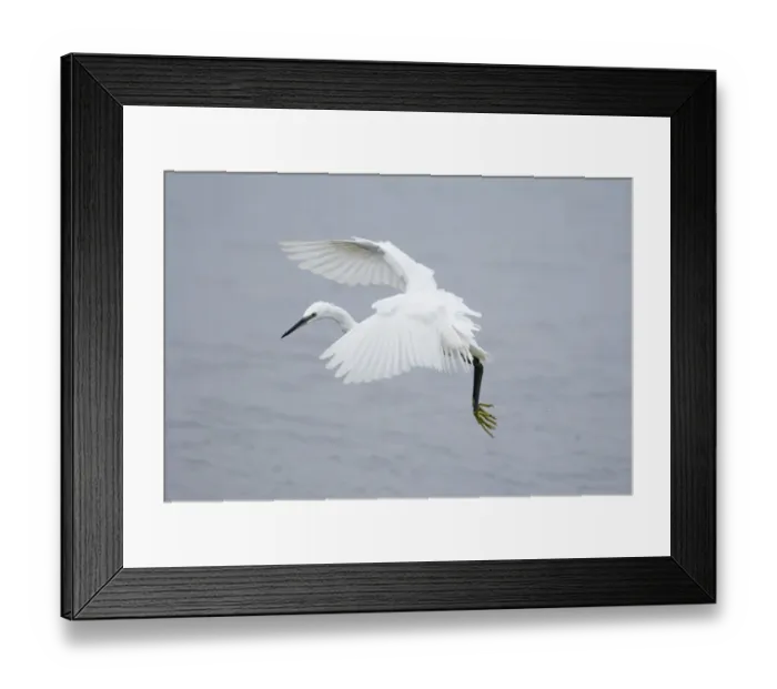 Framed Print : Little Egret Egretta garzetta Snettisham RSPB Reserve North Norfolk September Framed Print : Little Egret Egretta garzetta Snettisham RSPB Reserve North Norfolk September