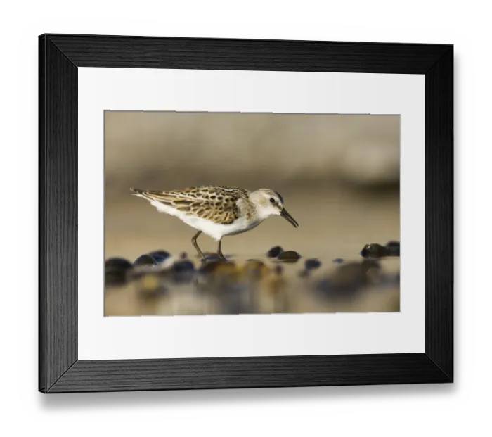 Framed Print : Little Stint Calidris minuta juvenile Salthouse North Norfolk September