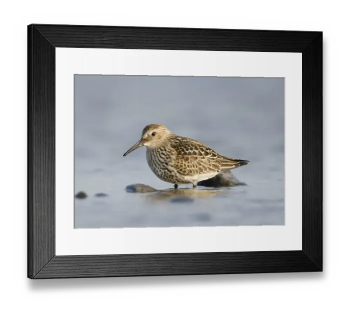 Framed Print : Dunlin Calidris alpina juvenile Snettisham Norfolk September Framed Print : Dunlin Calidris alpina juvenile Snettisham Norfolk September