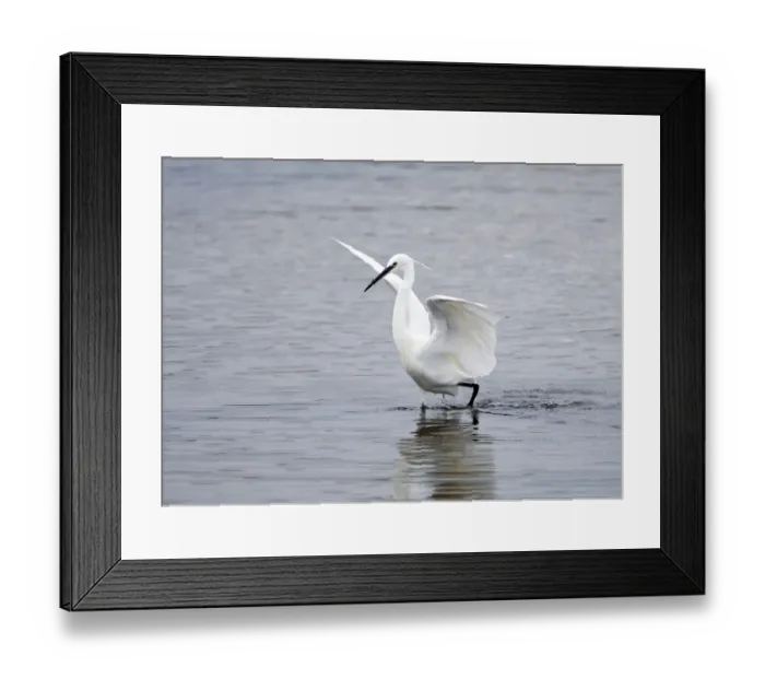 Framed Print : Little Egret Egretta garzetta Snettisham RSPB Reserve North Norfolk September Framed Print : Little Egret Egretta garzetta Snettisham RSPB Reserve North Norfolk September