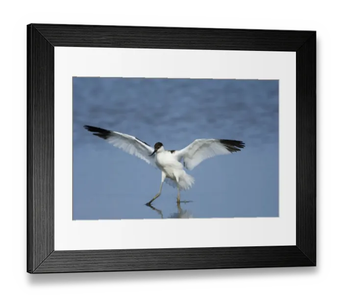 Framed Print : Avocet Recurvirostra avocetta Norfolk summer Framed Print : Avocet Recurvirostra avocetta Norfolk summer
