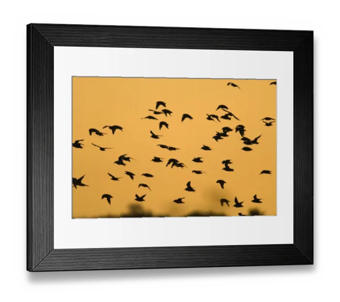 Framed Print : Knot Calidris canutus pouring in off the Wash at Snettisham RSPB Reserve to roost Framed Print : Knot Calidris canutus pouring in off the Wash at Snettisham RSPB Reserve to roost