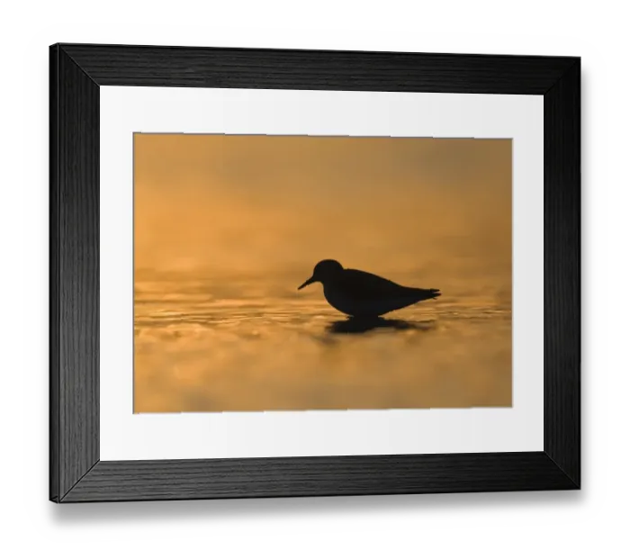 Framed Print : Little Stint Calidris minuta juvenile silhouetted at dusk Norfolk September Framed Print : Little Stint Calidris minuta juvenile silhouetted at dusk Norfolk September