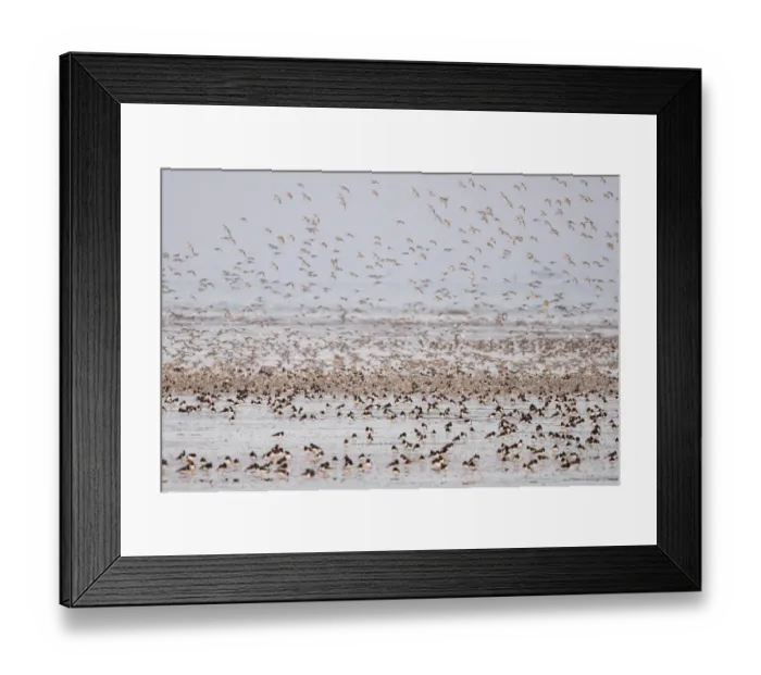 Framed Print : Knot Calidris canutus at Snettisham RSPB Reserve in the Wash North Norfolk September Framed Print : Knot Calidris canutus at Snettisham RSPB Reserve in the Wash North Norfolk September