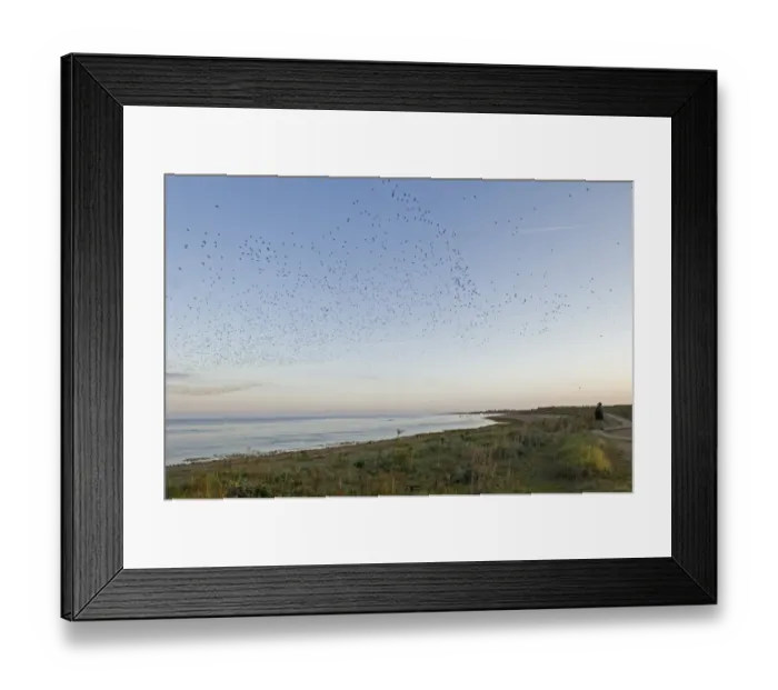 Framed Print : Knot Calidris canutus pouring in off the Wash at Snettisham RSPB Reserve to roost Framed Print : Knot Calidris canutus pouring in off the Wash at Snettisham RSPB Reserve to roost