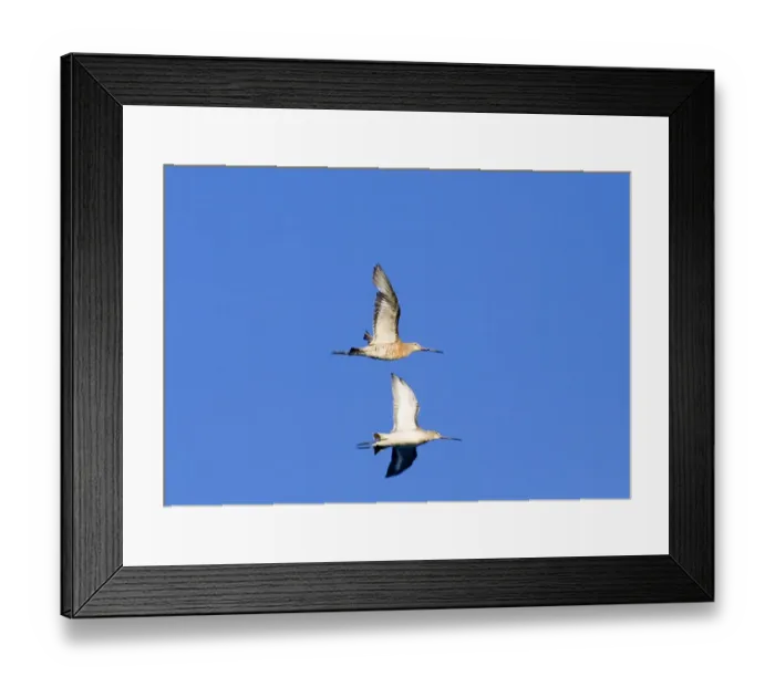 Framed Print : Black-tailed Godwits, Norfolk, September Framed Print : Black-tailed Godwits, Norfolk, September