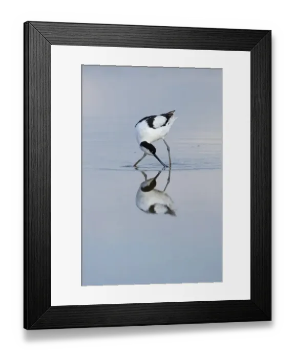 Framed Print : Avocet Recurvirostra avocetta feeding Titchwell RSPB Res Norfolk summer Framed Print : Avocet Recurvirostra avocetta feeding Titchwell RSPB Res Norfolk summer