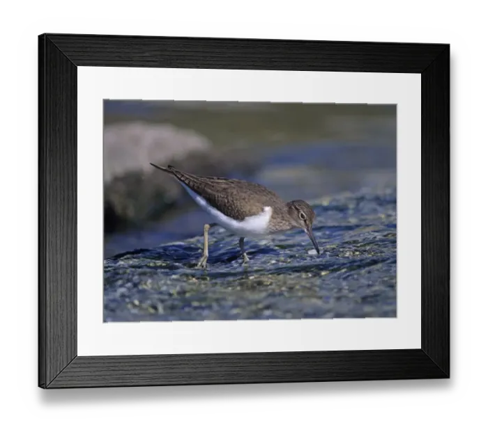 Framed Print : Common Sandpiper Actitis hypoleucos Scotland spring Framed Print : Common Sandpiper Actitis hypoleucos Scotland spring