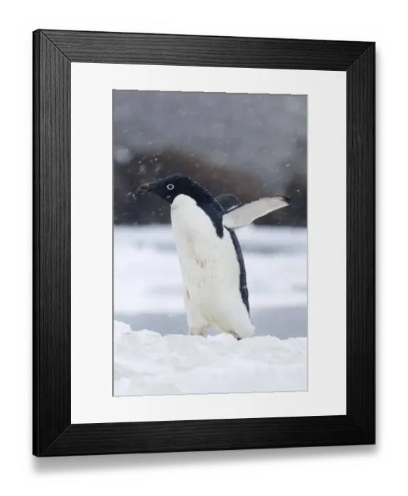 Framed Print : Adelie Penguin in a blizzard, Antarctica