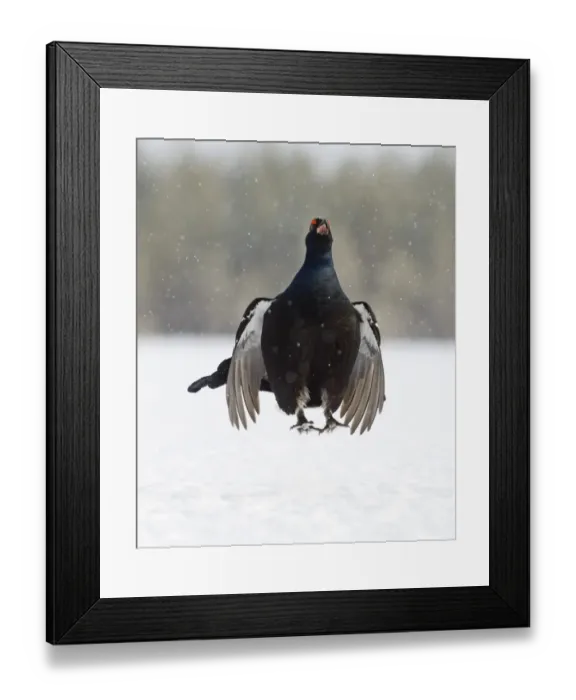 Framed Print : Black Grouse at lek Finland April Framed Print : Black Grouse at lek Finland April