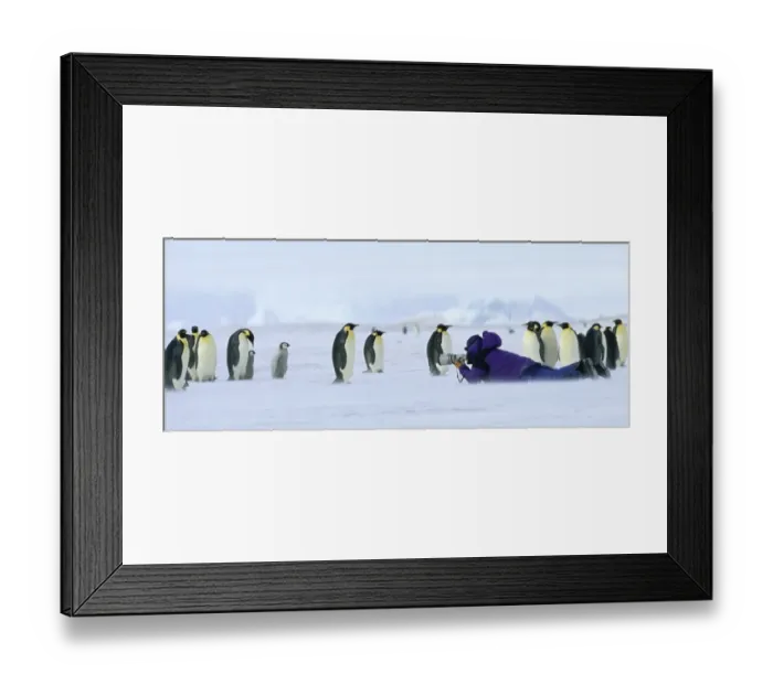 Framed Print : Photographing Emperor Penguins at the Dawson-Lambton Glacoier Weddell Sea Antarctica