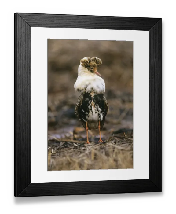 Framed Print : Ruff Philomachus pugnax male in breeding plumage displaying at lek Finland May Framed Print : Ruff Philomachus pugnax male in breeding plumage displaying at lek Finland May