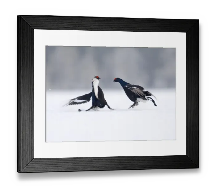 Framed Print : Black Grouse at lek Finland April Framed Print : Black Grouse at lek Finland April