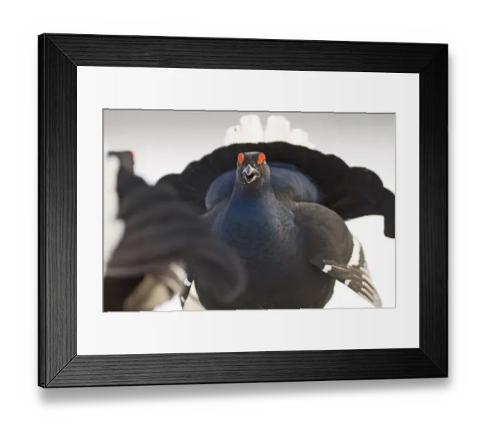 Framed Print : Black Grouse Tetrao tetrix fighting on lek in snow March Framed Print : Black Grouse Tetrao tetrix fighting on lek in snow March