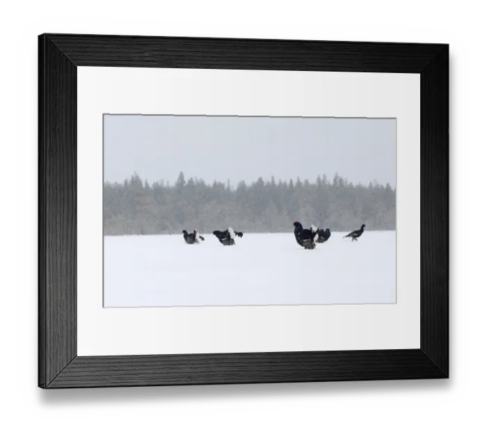 Framed Print : Black Grouse on lek Finland April Framed Print : Black Grouse on lek Finland April