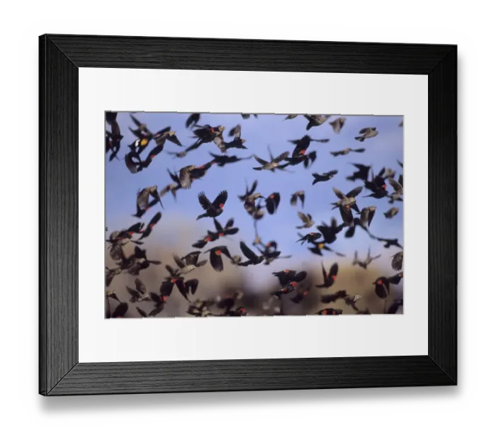 Framed Print : Flock of Red-winged Blackbirds New Mexico winter Framed Print : Flock of Red-winged Blackbirds New Mexico winter