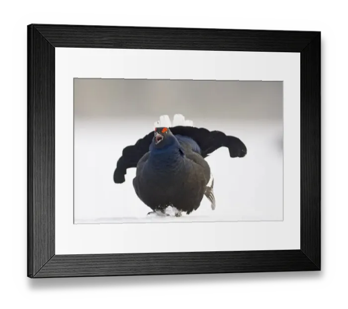 Framed Print : Black Grouse on lek Finland April Framed Print : Black Grouse on lek Finland April