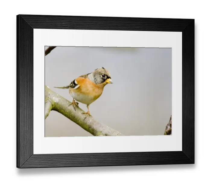 Framed Print : Brambling in garden Kent UK winter Framed Print : Brambling in garden Kent UK winter