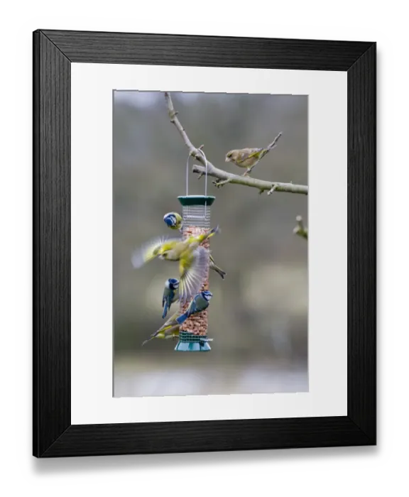 Framed Print : Greenfinches and Blue Tits on garden feeder Framed Print : Greenfinches and Blue Tits on garden feeder