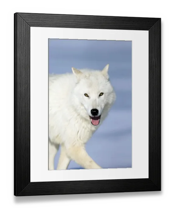 Framed Print : Arctic (White) Wolf native to Ellesmere Island / Greenland January Framed Print : Arctic (White) Wolf native to Ellesmere Island / Greenland January