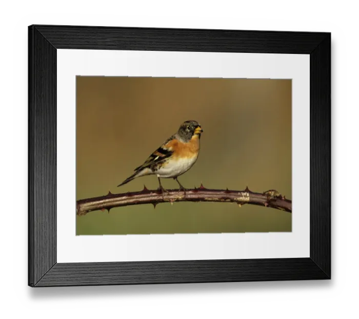 Framed Print : Brambling Fringilla montifringilla male in winter Kent UK Framed Print : Brambling Fringilla montifringilla male in winter Kent UK