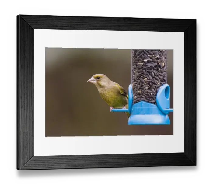 Framed Print : Greenfinch on feeder in garden Kent UK Framed Print : Greenfinch on feeder in garden Kent UK