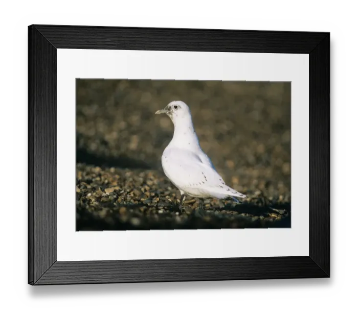 Framed Print : Ivory Gull Pagophila eburnea 1st winter Suffolk December Framed Print : Ivory Gull Pagophila eburnea 1st winter Suffolk December