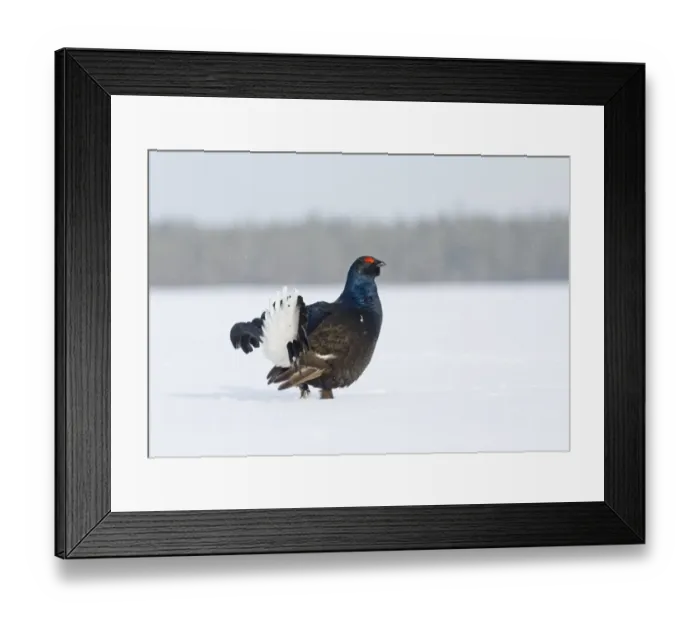 Framed Print : Black Grouse Tetrao tetrix male displaying at lek Finland April Framed Print : Black Grouse Tetrao tetrix male displaying at lek Finland April