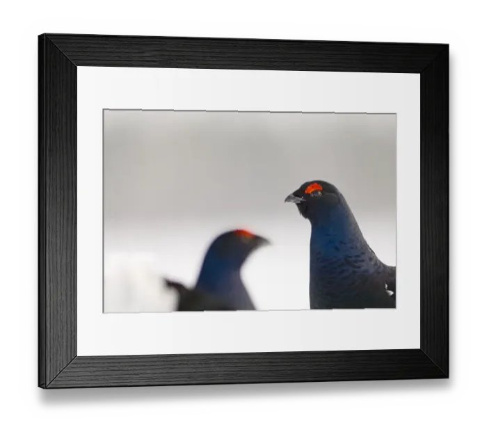 Framed Print : Black Grouse on lek Finland April Framed Print : Black Grouse on lek Finland April