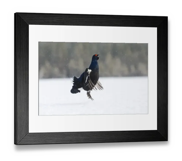 Framed Print : Black Grouse at lek Finland April