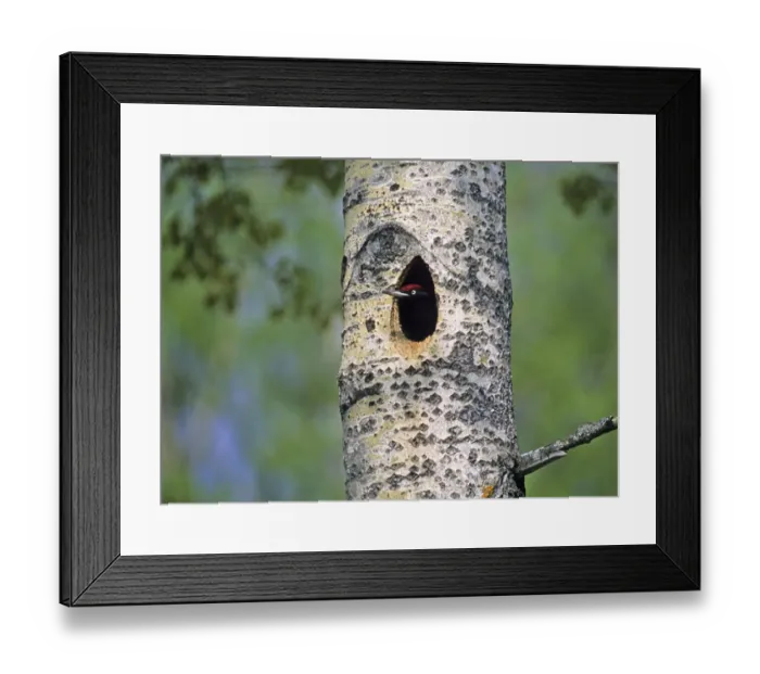 Framed Print : Black Woodpecker Dryocopus maritus peering from nest hole Finland June Framed Print : Black Woodpecker Dryocopus maritus peering from nest hole Finland June