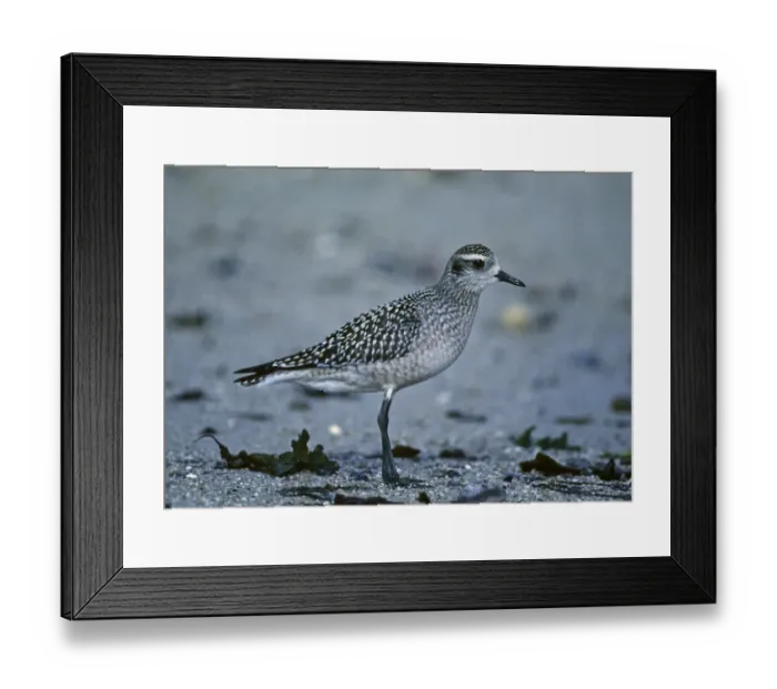 Framed Print : American Golden Plover Pluvialis dominica juvenile vagrant on Isles of Scilly October Framed Print : American Golden Plover Pluvialis dominica juvenile vagrant on Isles of Scilly October