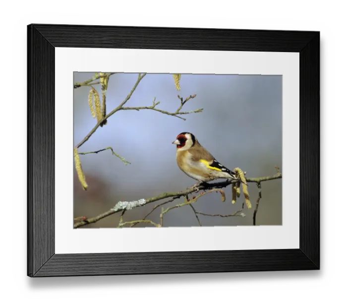 Framed Print : Goldfinch Carduelis carduelis among catrkins in spring Kent UK Framed Print : Goldfinch Carduelis carduelis among catrkins in spring Kent UK