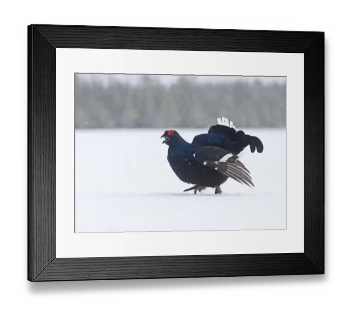 Framed Print : Black Grouse Tetrao tetrix male displaying at lek Finland April Framed Print : Black Grouse Tetrao tetrix male displaying at lek Finland April
