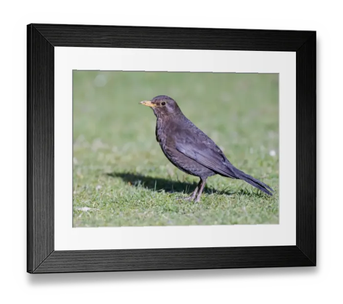 Framed Print : Blackbird Turdus merula female in garden Kent UK Framed Print : Blackbird Turdus merula female in garden Kent UK